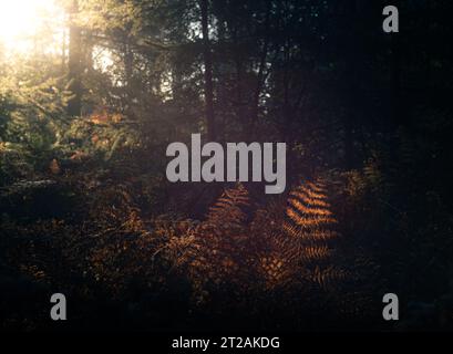 Autumnal trees and bracken in a warm, morning light. Stock Photo