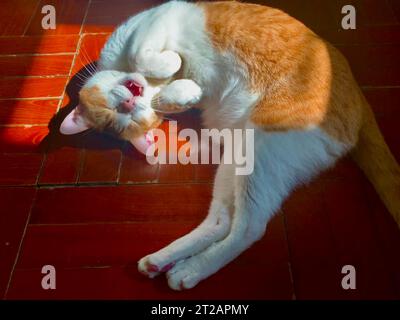 cat sleeing under the sun bathing Stock Photo