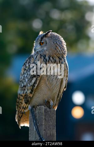 Eurasian Eagle-Owl perched in bright sunshine Stock Photo