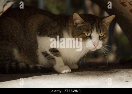 Short-haired stray cat with threatening look sheltered in a concrete arch, Alcoi, Spain Stock Photo