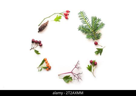 Round frame from natural findings with evergreen branches, leaves and fruits, flat lay for seasonal holidays like Thanksgiving and Christmas on a whit Stock Photo