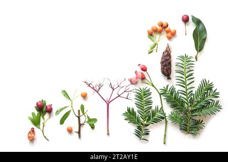 Decorative flat lay from nature with evergreen branches, leaves and fruits, greeting card concept for seasonal holidays like Thanksgiving and Christma Stock Photo