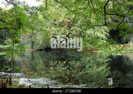 Ein See im Tiergarten von Berlin am 17.10.2023 *** A lake in the Tiergarten of Berlin on 17 10 2023 Stock Photo