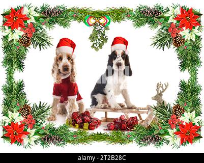 English Cocker Spaniel in front of white background Stock Photo