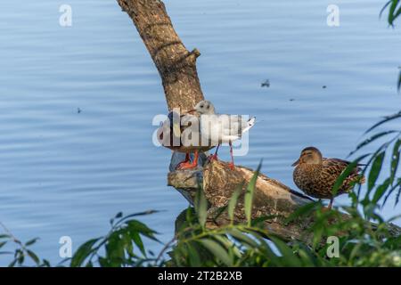 Lee Valley Regional Park, London, UK - August 30th 2016: Male and female Mallard Duck with a Black Headed Gull standing on a fallen branch by a lake. Stock Photo