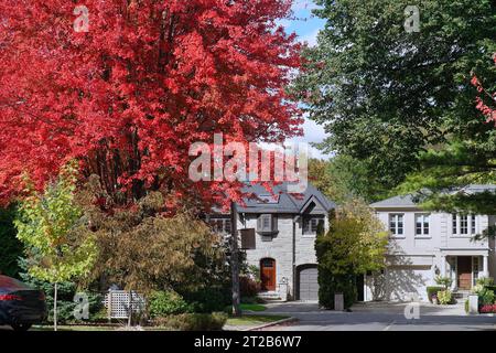 Residential street with maple tree in bright red fall color Stock Photo