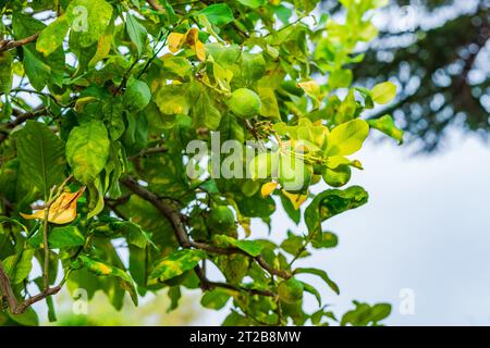 A green lime fruits on a tree branch - selective focus Stock Photo
