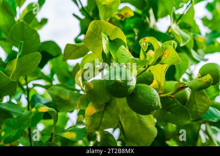 A green lime fruits on a tree branch - selective focus Stock Photo