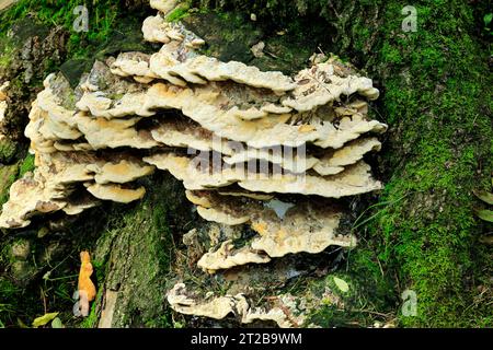 Bracket fungus growing on tree stump, Cardiff, Wales. Stock Photo