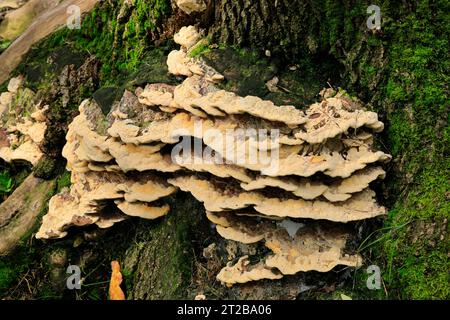 Bracket fungus growing on tree stump, Cardiff, Wales. Stock Photo