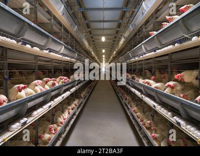 Egg production factory. White hens lay eggs in a fully automated production system. Industrial egg plant. Egg hen cage. Stock Photo