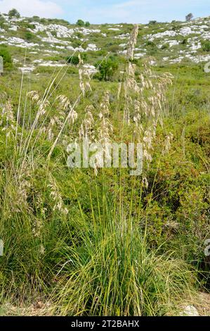 Carrizo (Ampelodesmos mauritanicus or Ampelodesma mauritanica) is a perennial herb native to part of western Mediterranean region. This photo was take Stock Photo