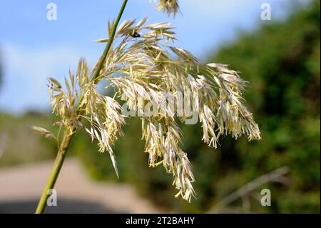 Carrizo (Ampelodesmos mauritanicus or Ampelodesma mauritanica) is a perennial herb native to part of western Mediterranean region.  Flowers detail. Th Stock Photo