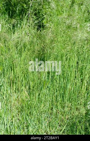 Hairy brome (Bromus ramosus) is a perennial herb native to Europe, northwest Africa and southwest Asia. Stock Photo