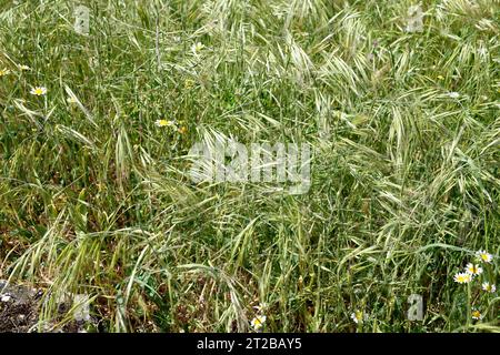 Cheat grass or downy brome (Bromus tectorum) is an annual herb native to Europe, north Africa and southwestern Asia. This photo was taken in Carabias, Stock Photo