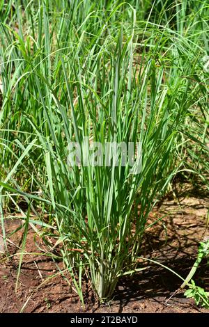 Lemon grass (Cymbopogon citratus) is a perennial medicinal herb. Its fragrant leaves are used in cooking. Is native to southwestern Asia islands. This Stock Photo