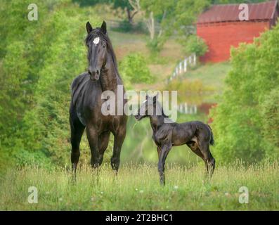 Percheron Draft Horse mare with newborn foal in field by pond with red barn Stock Photo