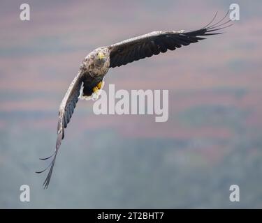 White tailed eagle in flight, Loch Na Keal, Mull, Inner Hebrides, Scotland, haliaeetus albicilla Stock Photo