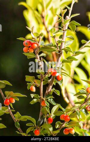 Red rosehip berries on the twigs. Autumnal garden, selective focus. Stock Photo
