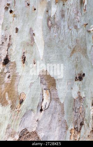 Close up detail from eucalyptus tree bark, natuere themed textured background Stock Photo