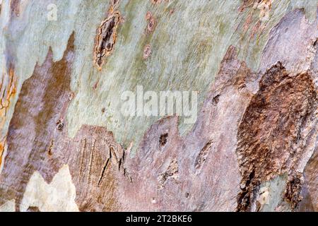 Close up detail from eucalyptus tree bark, natuere themed textured background Stock Photo