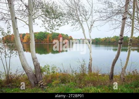 Calm Minnesota lake with trees in fall color and white poplars on foreground shore Stock Photo