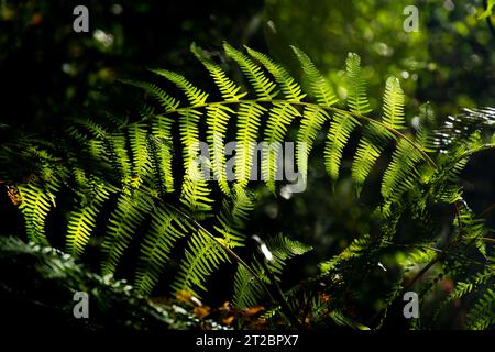 Fern leaves in the shadows, with sun shine on the leaves, with a dark background in the forest Stock Photo