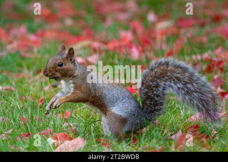 UK weather and seasons: 13 October 2023: A grey squirrel holds a holm-oak acorn in it's mouth prior to burying it in a garden lawn in Clapham, south London. It is surrounded by fallen red leaves from a virginia creeper as autumnal weather reaches the south of England. Anna Watson/Alamy Stock Photo