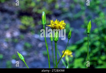 The yellow flowers of Scorzonera humilis look very much like a dandelion Stock Photo