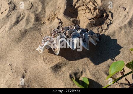 Big seashell on the beach, Madagascar Stock Photo