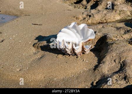 Big seashell on the beach, Madagascar Stock Photo