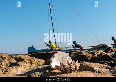 Shells in the water on the beach with blue sky background. Stock Photo