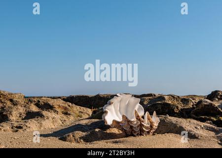 Shells in the water on the beach with blue sky background. Stock Photo