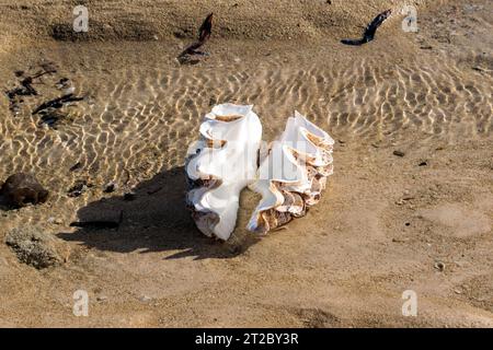 Big seashell on the beach, Madagascar Stock Photo