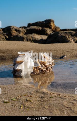 Shells in the water on the beach with blue sky background. Stock Photo