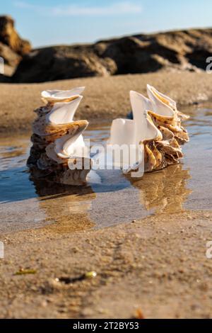 Shells in the water on the beach with blue sky background. Stock Photo