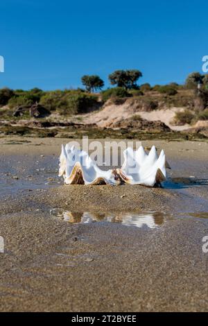 Shells in the water on the beach with blue sky background. Stock Photo