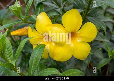 Yellow Allamanda (Allamanda cathartica) Flowers and Bud Stock Photo