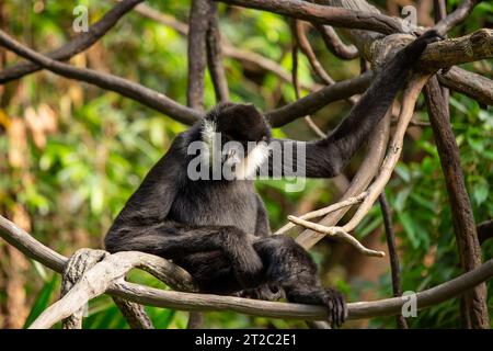 The northern white-cheeked gibbon is a small ape native to the rainforests of Southeast Asia. It is known for its black fur, white cheeks, and long ta Stock Photo