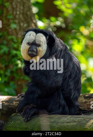The white-faced saki is a medium-sized monkey native to the rainforests of South America. It is known for its white face, black fur, and long tail. Wh Stock Photo