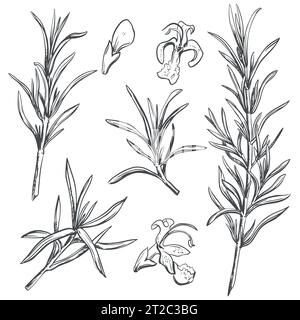 Rosemary with flowers on a white background in retro style. A popular seasoning in Italian and Provencal cuisine. Set of branches in engraving style. Stock Vector