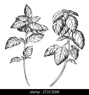 Basil on a white background in retro style. A popular seasoning in Italian, Greek and Provencal cuisine. Branch in engraving style. Spices botanical v Stock Vector