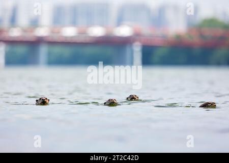 A family group of smooth coated otters swim together in Serangoon Reservoir with high rise apartments of Punggol in the background, Singapore. Stock Photo