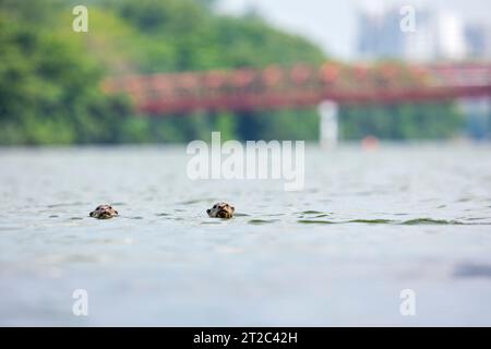 A family group of smooth coated otters swim together in Serangoon Reservoir with high rise apartments of Punggol in the background, Singapore. Stock Photo