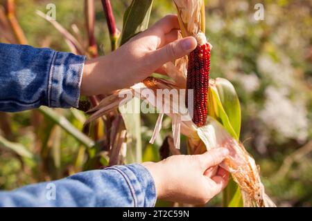 Gardener harvesting cobs of ornamental corn in autumn garden at sunset. Farmer growing maize for fall decor. Stock Photo