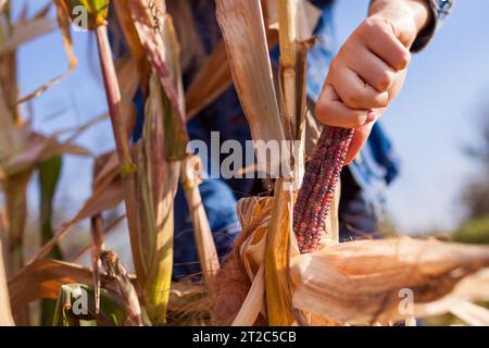 Gardener harvesting cobs of ornamental corn in autumn garden at sunset. Farmer picks maize for fall decor. Stock Photo