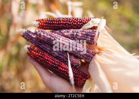 Close up of ornamental corncobs. Gardener harvesting cobs of corn in autumn garden. Farmer growing maize for fall decor. Stock Photo