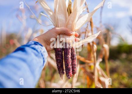 Close up of purple corncobs. Gardener harvesting ornamental corn in fall garden. Farmer grows maize for fall decor. Stock Photo