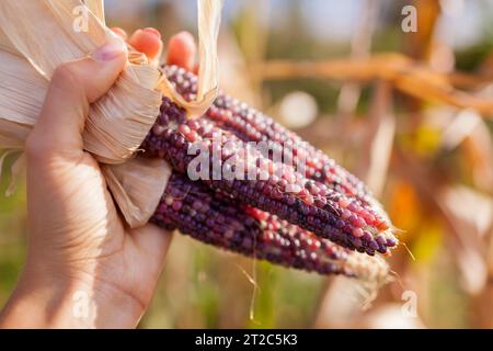Close up of purple corncobs. Gardener harvesting ornamental corn in fall garden. Farmer grows maize for fall decor. Stock Photo