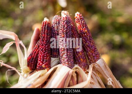 Close up of ornamental corncobs. Gardener harvesting corn with husk in fall garden. Farmer grows maize for fall decor. Stock Photo